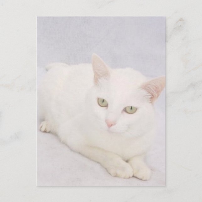 Postal El pequeño gato blanco (Anverso)