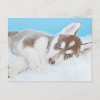 El pequeño Husky Cuppy descansando en una manta