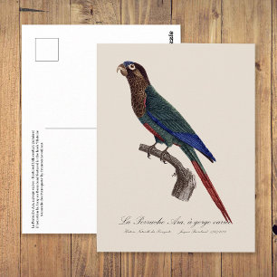 Postal El periquito pintado, Pyrrhura Picta