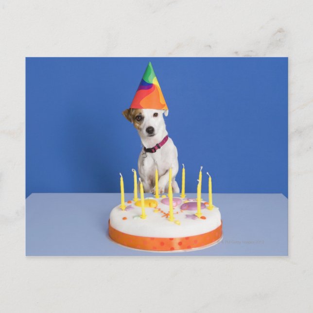 Postal El perro Jack Russell Terrier usando gorra fiesta (Anverso)