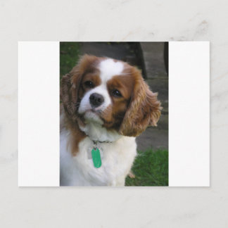 Postal El Perro Más Cuerdo Del Mundo