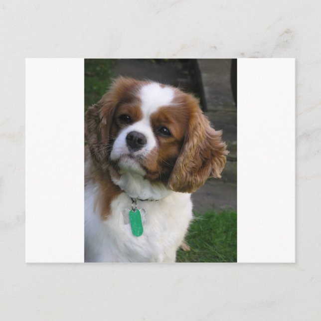 Postal El Perro Más Cuerdo Del Mundo (Anverso)