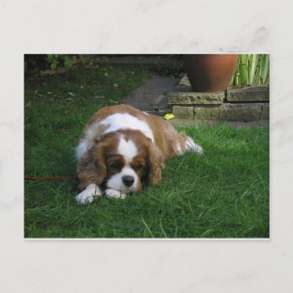 Postal El Perro Más Cuerdo Del Mundo Tiene Hambre