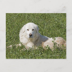 Postal El perro pastor maremma en los pastos actúa como g