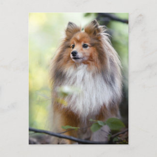 Postal El perro pastor Shetland Sheltie perro pequeño en