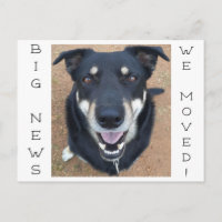 ¡El perro se ha vuelto feliz!