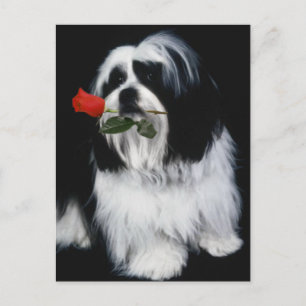 Postal El perro shih Tzu