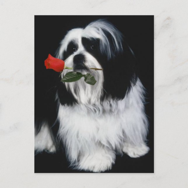 Postal El perro shih Tzu (Anverso)