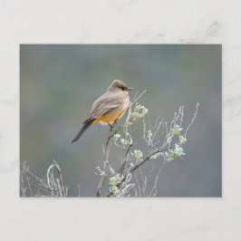 Postal El Phoebe de Say