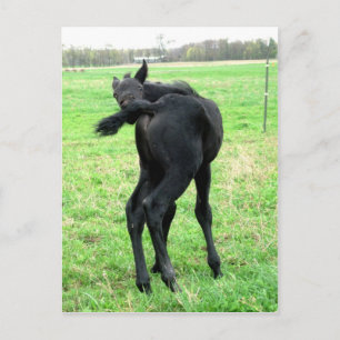 Postal El picante trasero de Colt