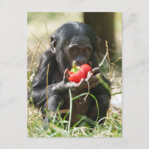 Postal El picnic de Bonobo