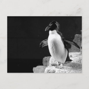 Postal El pingüino en la foto en blanco y negro