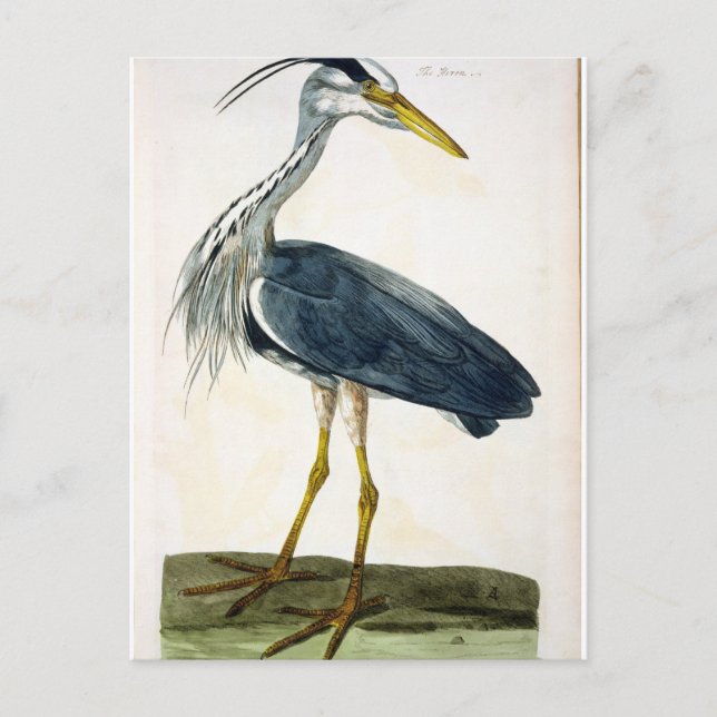 Postal El plato de la garza (Ardea cinerea) de "The Briti (Anverso)