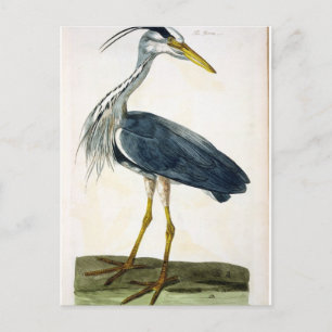 Postal El plato de la garza (Ardea cinerea) de "The Briti