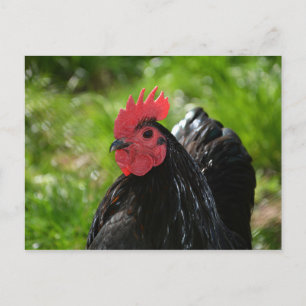 Postal El pollo