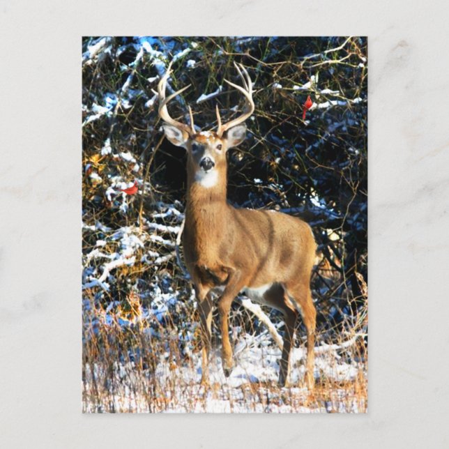 Postal "El príncipe del invierno" (Anverso)