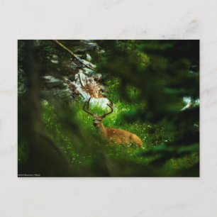 Postal El príncipe forestal