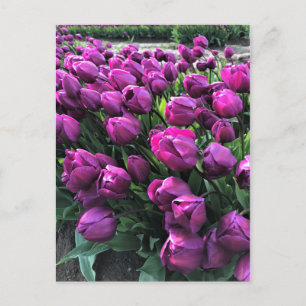 Postal El príncipe morado Tulips