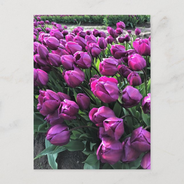 Postal El príncipe morado Tulips (Anverso)
