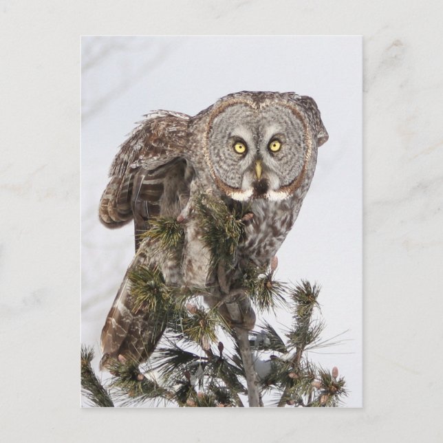 Postal El príncipe perchador.jpg (Anverso)