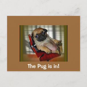 Postal ¡El Pug está adentro!