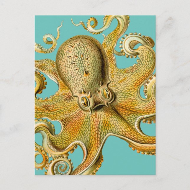 Postal El pulpo de Ernst Haeckel (Anverso)
