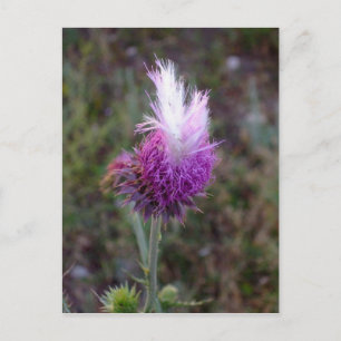 Postal El Punk espinoso