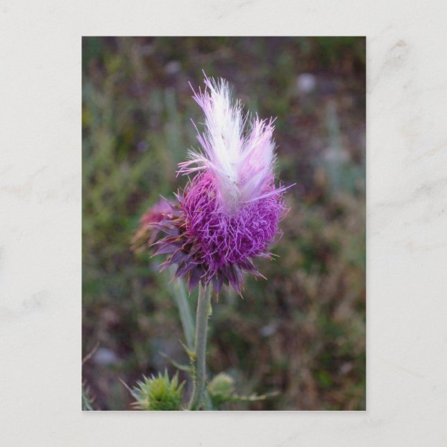 Postal El Punk espinoso (Anverso)