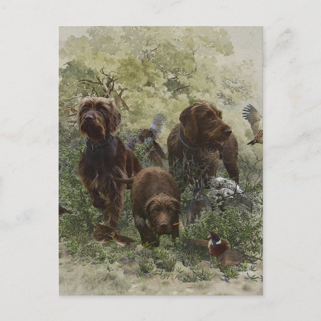 Postal El puntero Pudelpuntero (Anverso)