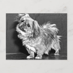 Postal El Quizzicle Pekingese