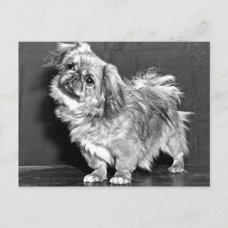 Postal El Quizzicle Pekingese