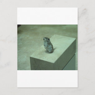 Postal ¡El Ratón Asesino (Onychomys leucogaster) aulló!