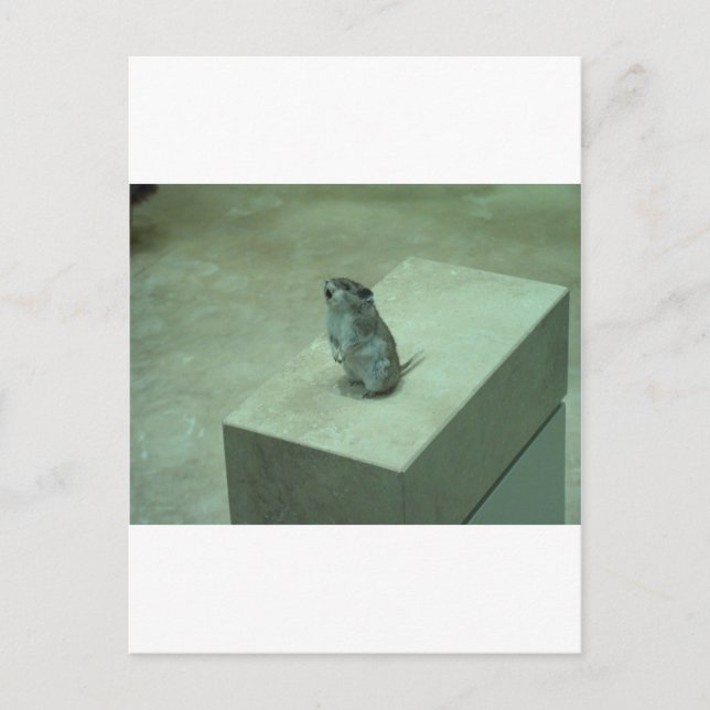 Postal ¡El Ratón Asesino (Onychomys leucogaster) aulló! (Anverso)