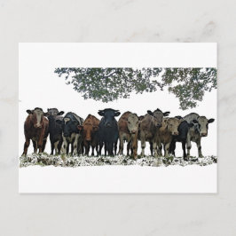 Postal El rebaño