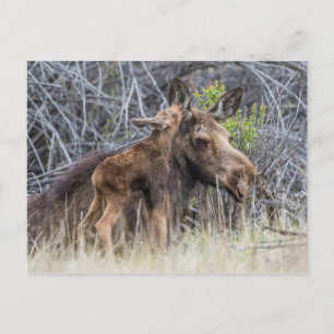 Postal El recién nacido Moose Calf Nuzzing su madre