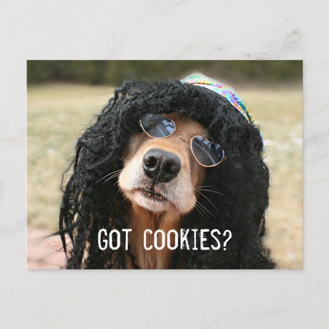 Postal El recuperador de oro Hippie "Got Cookies?" (Anverso)