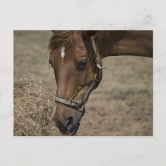 POSTAL EL REFUGIO DEL CABALLO
