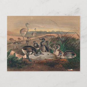 Postal El remedio americano de Joseph Wolf