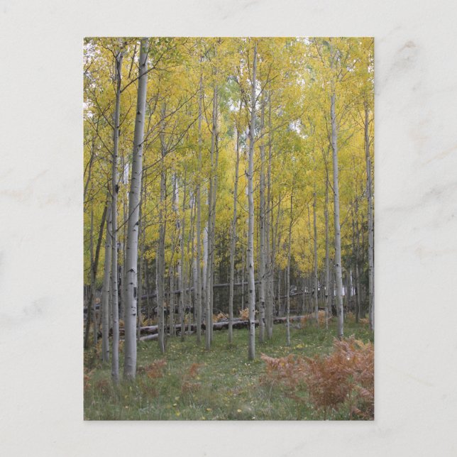 Postal El resplandor amarillo de Aspen (Anverso)