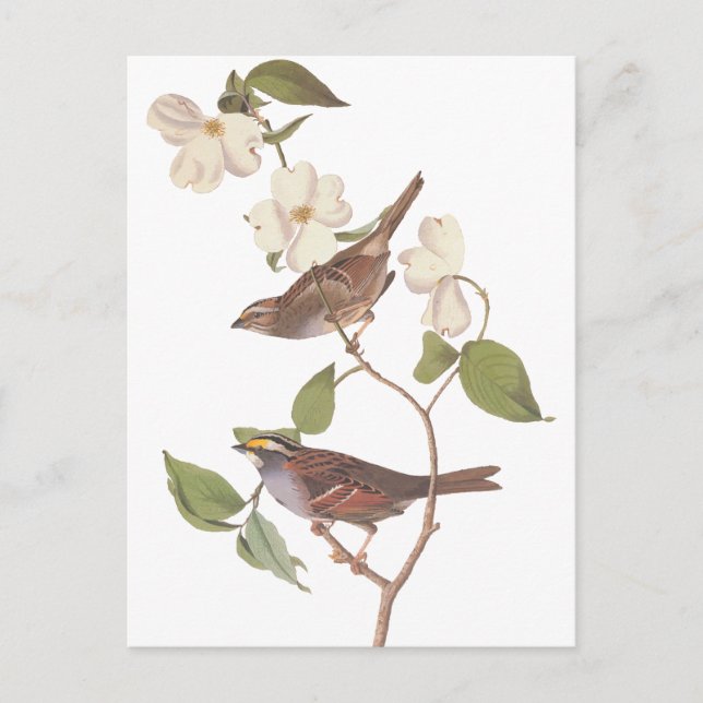 Postal El resplandor blanco de Audubon (Anverso)