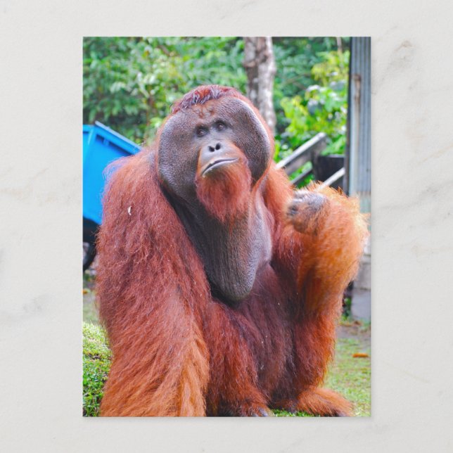 Postal El Rey Orangutan Tom en el campamento Leakey (Anverso)