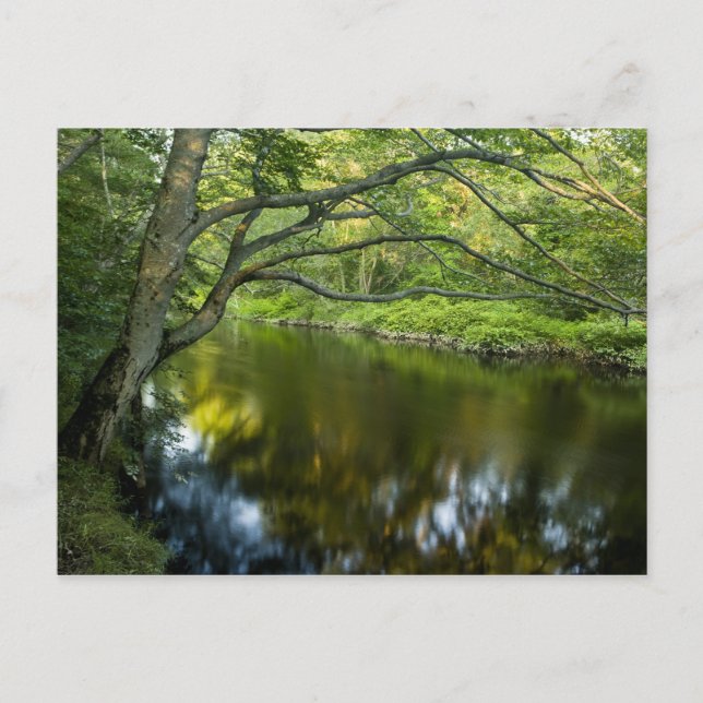 Postal El río Taunton en Bridgewater, 2 (Anverso)