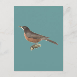 Postal El Robin Americano (Turdus migratorius) Aves de Nu