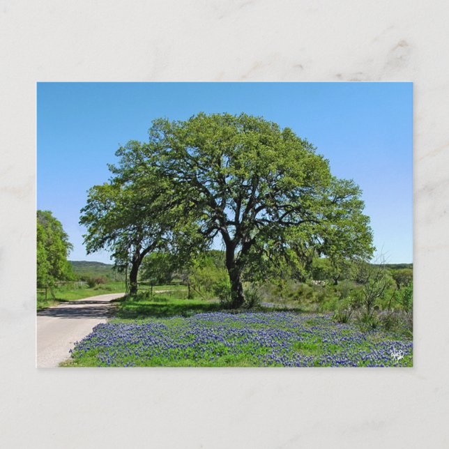 Postal El roble y los Bluebonnets acercan a Johnson City, (Anverso)