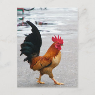 Postal El Rooster Cruzó El Camino