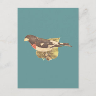 Postal El Rosa Grosbeak Coccoborus ludovicianus