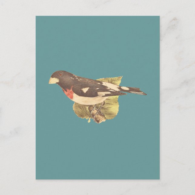 Postal El Rosa Grosbeak Coccoborus ludovicianus (Anverso)
