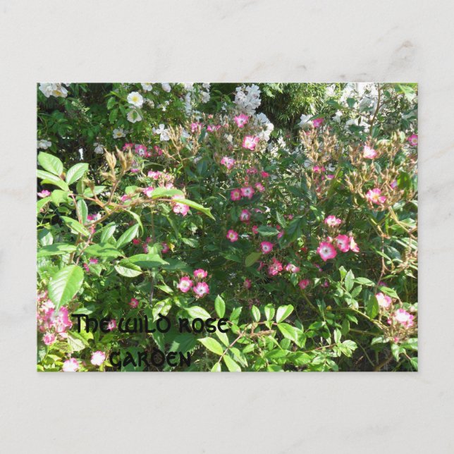 Postal El rosa salvaje (Anverso)