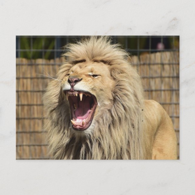 Postal El rugido del león (Anverso)