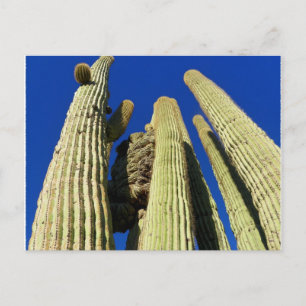 Postal El Saguaro más alto